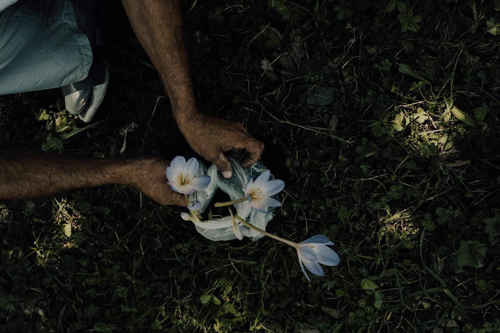 Seasonal flowers being planted into a prepared garden bed.