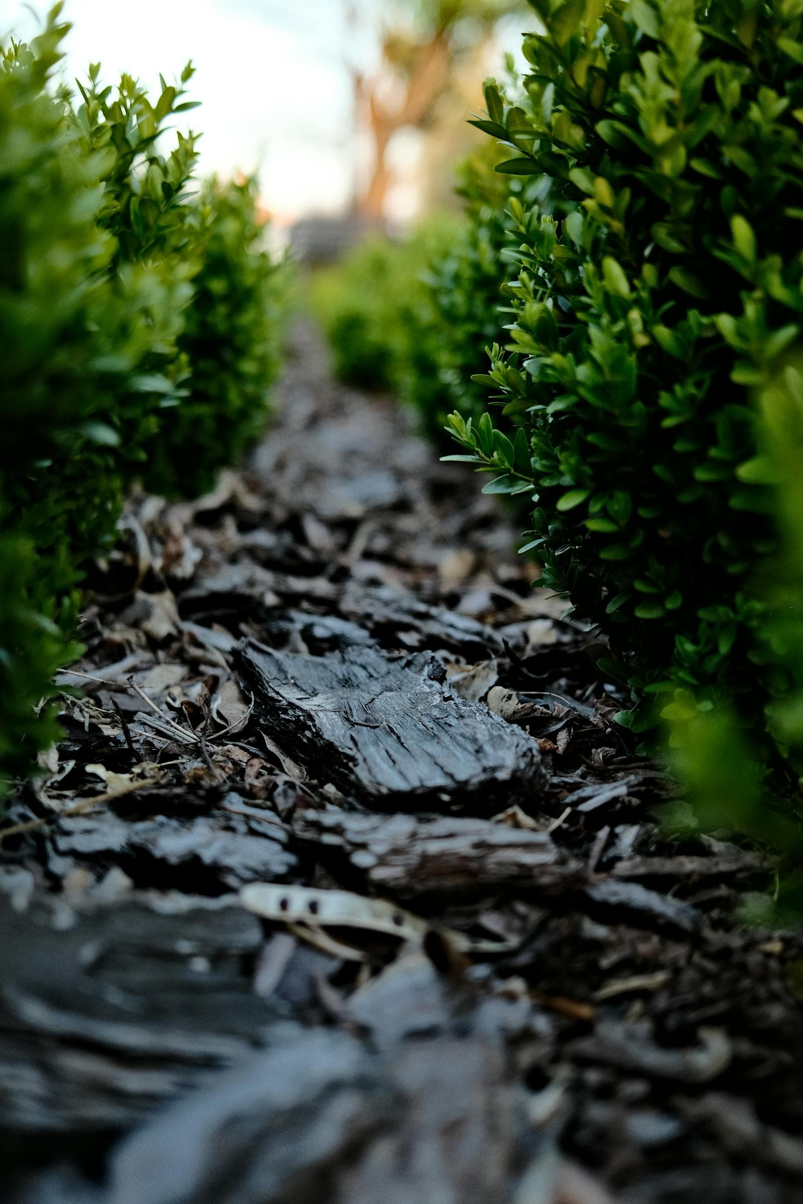 Fresh dark mulch installed around shrubs and planting beds.